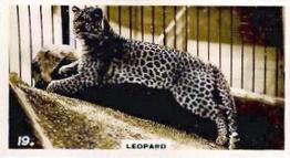 1927 Wills's Zoo #19 Leopard Front
