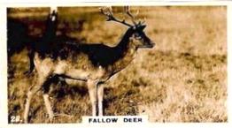 1927 Wills's Zoo #28 Fallow Deer Front