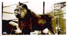 1927 Wills's Zoo #29 Lion Front