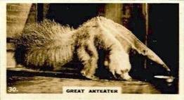 1927 Wills's Zoo #30 Great Anteater Front