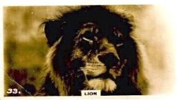1927 Wills's Zoo #33 Lion Front