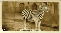 1927 Wills's Zoo #34 Chapman's Zebra Front
