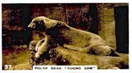 1927 Wills's Zoo #37 Polar Bear Front