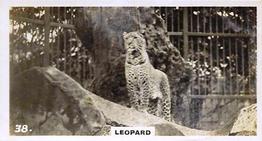 1927 Wills's Zoo #38 Leopard Front