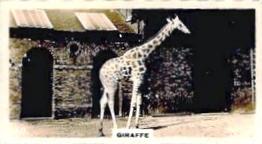 1927 Wills's Zoo #40 Giraffe Front