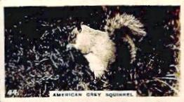 1927 Wills's Zoo #44 Grey Squirrel Front