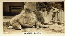 1927 Wills's Zoo #45 Arabian Camel Front