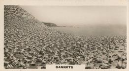 1928 Wills’s Three Castles Beautiful New Zealand #10 Gannets Front