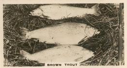 1928 Wills’s Three Castles Beautiful New Zealand #11 Brown Trout Front
