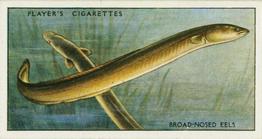 1933 Player's Fresh-Water Fishes #18 Broad-Nosed Eels Front
