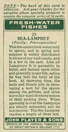 1933 Player's Fresh-Water Fishes #25 Sea-Lamprey Back