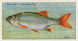 1933 Player's Fresh-Water Fishes #34 Rudd Front