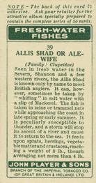1933 Player's Fresh-Water Fishes #39 Allis Shad Back