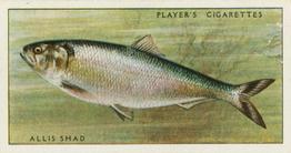 1933 Player's Fresh-Water Fishes #39 Allis Shad Front