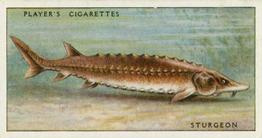 1933 Player's Fresh-Water Fishes #42 Sturgeon Front