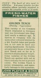 1933 Player's Fresh-Water Fishes #46 Golden Tench Back