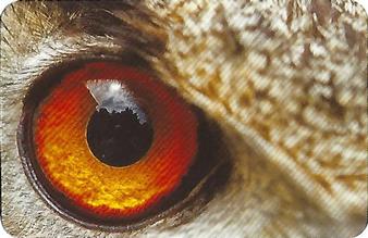 2016 Digital Camera Magazine 30 Wildlife Photography Tips Cards #NNO Animal eye close-ups Front