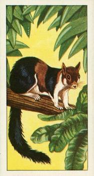 1964 Hitchman's Dairies Animals of the World #19 Indian Giant Squirrel Front