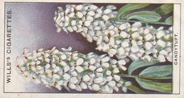 1933 Wills's Garden Flowers #9 Candytuft Front