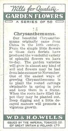 1933 Wills's Garden Flowers #13 Chrysanthemums Back
