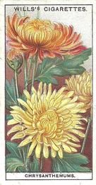 1933 Wills's Garden Flowers #13 Chrysanthemums Front