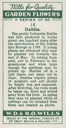 1933 Wills's Garden Flowers #16 Dahlia Back