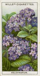 1933 Wills's Garden Flowers #24 Heliotropium - Cherry Pie Front