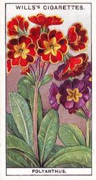1933 Wills's Garden Flowers #36 Polyanthus Front