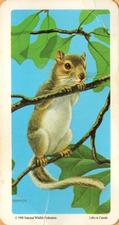 1990 Lipton Red Rose Animals And Their Young #16 Eastern Gray Squirrel Front