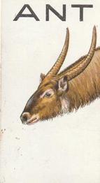 1934 Wills's Animalloys #4 Antelope Front