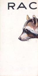 1934 Wills's Animalloys #31 Raccoon Front