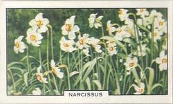 1938 Gallaher Garden Flowers #1 Narcissus Front
