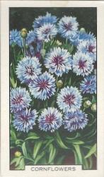1938 Gallaher Garden Flowers #2 Cornflowers Front