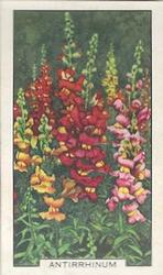 1938 Gallaher Garden Flowers #3 Antirrhinum Front