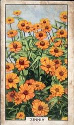 1938 Gallaher Garden Flowers #4 Zinnia Front