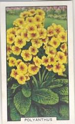 1938 Gallaher Garden Flowers #6 Polyanthus Front