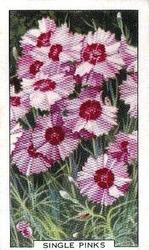 1938 Gallaher Garden Flowers #10 Single Pinks Front