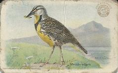 1915 Church & Dwight Useful Birds of America First Series Small (J5a) #19 Meadowlark Front