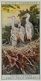 1925 Wills's Life in the Tree Tops #17 Young Herons await the arrival of their Parent Front