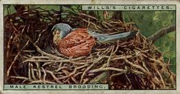 1925 Wills's Life in the Tree Tops #27 Male Kestrel Brooding Front