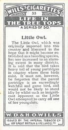 1925 Wills's Life in the Tree Tops #33 Little Owl Back