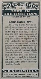 1925 Wills's Life in the Tree Tops #35 Long-Eared Owl Back