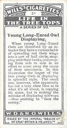 1925 Wills's Life in the Tree Tops #37 Young Long-Eared Owl displaying Back