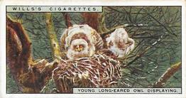 1925 Wills's Life in the Tree Tops #37 Young Long-Eared Owl displaying Front