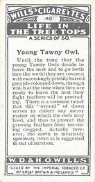 1925 Wills's Life in the Tree Tops #40 Young Tawny Owl Back
