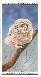 1925 Wills's Life in the Tree Tops #40 Young Tawny Owl Front
