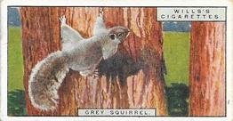 1925 Wills's Life in the Tree Tops #45 Gray Squirrel Front