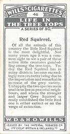 1925 Wills's Life in the Tree Tops #46 Red Squirrel Back