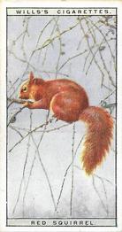 1925 Wills's Life in the Tree Tops #46 Red Squirrel Front