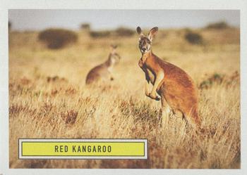 2020 Topps On Demand Benefit for Australia #1 Red Kangaroo Front